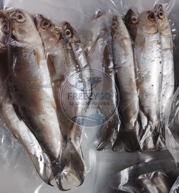 Jual Bandeng Frozen Vakum 500 Gram – Segar, Praktis, Siap Kirim Seluruh Indonesia - Gambar 5