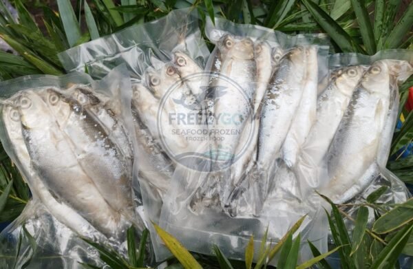 Jual Bandeng Frozen Vakum 500 Gram – Segar, Praktis, Siap Kirim Seluruh Indonesia