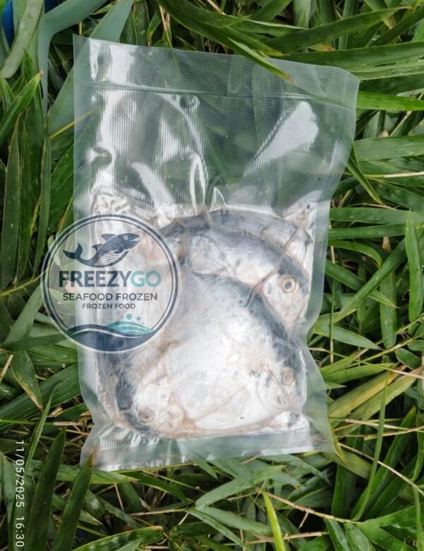 Jual Ikan Semar Frozen Vakum 500 Gram – Beku Segar &Amp; Higienis, Siap Kirim Ke Seluruh Indonesia - Gambar 5