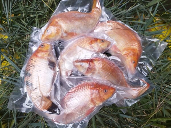 Jual Ikan Kurisi Frozen 500 Gram – Freezygo Kediri